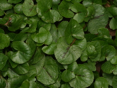 Ficaria verna