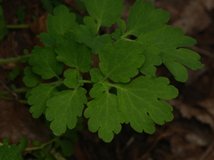 Chelidonium majus