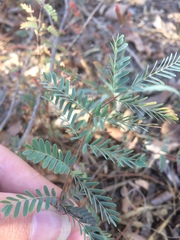 Hoffmannseggia glauca