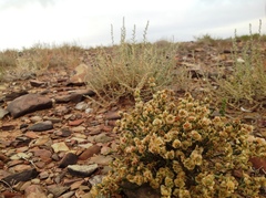 Anabasis brevifolia