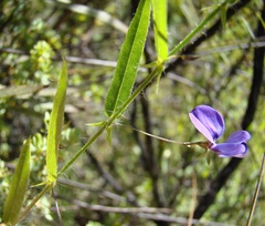 Psoralea asarina