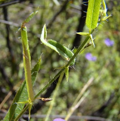 Psoralea asarina