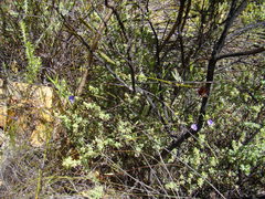 Psoralea asarina