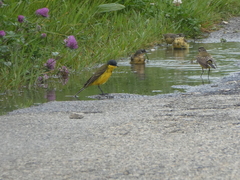 Motacilla flava thunbergi