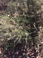 Aphanostephus riddellii