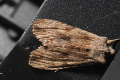 Lithophane hemina