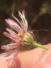 Aphanostephus riddellii