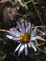 Aphanostephus riddellii