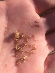 Aphanostephus riddellii