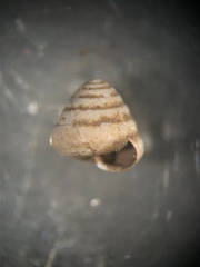 Euconulus trochulus
