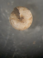 Euconulus trochulus