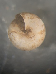 Euconulus trochulus