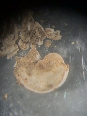 Euconulus trochulus