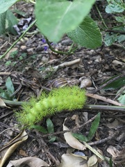 Automeris liberia
