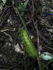 Automeris liberia
