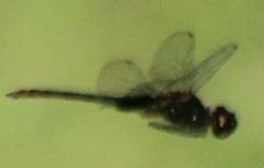 Tauriphila australis