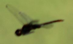 Tauriphila australis