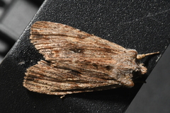 Lithophane hemina