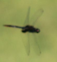 Tauriphila australis