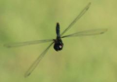 Tauriphila australis