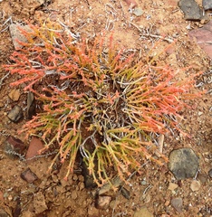 Anabasis brevifolia