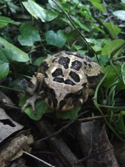 Sclerophrys pardalis