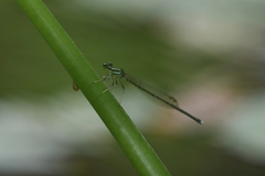 Pseudocopera ciliata