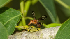 Tritoxa incurva