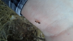 Camponotus kurdistanicus