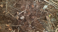 Camponotus kurdistanicus