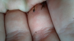 Camponotus kurdistanicus