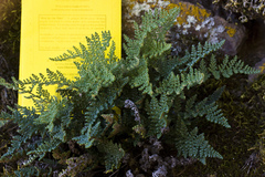 Myriopteris intertexta