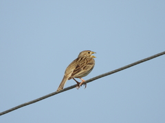 Emberiza calandra