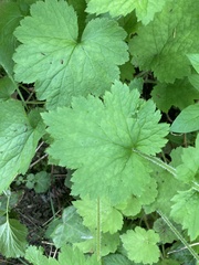 Tellima