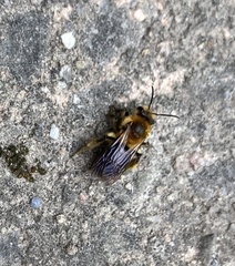 Andrena dunningi