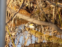 Fringilla montifringilla