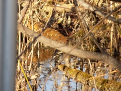Fringilla montifringilla