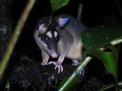 Gray Four-Eyed Opossum photo 3