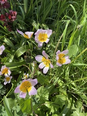 Tulipa saxatilis