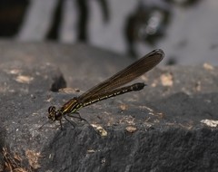 Heliocypha perforata