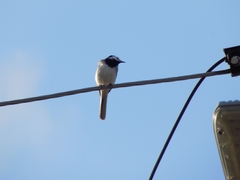 Motacilla alba