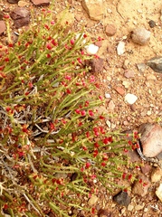 Anabasis brevifolia