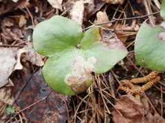 Phytomyza abdominalis