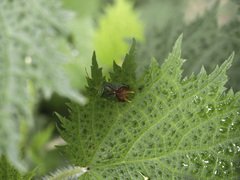 Acanthosoma forficula