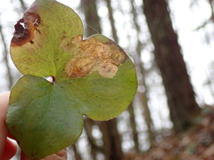 Phytomyza abdominalis