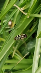 Eupeodes corollae