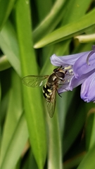 Eupeodes corollae