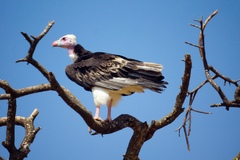 Trigonoceps occipitalis