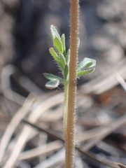 Lithophragma tenellum