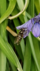 Eupeodes corollae